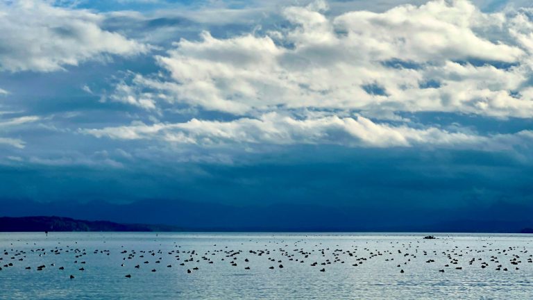 Tutzing Traubing Ferienwohnung Casa Heckl Ruhiger See mit vielen Vögeln und bewölktem Himmel im Hintergrund.