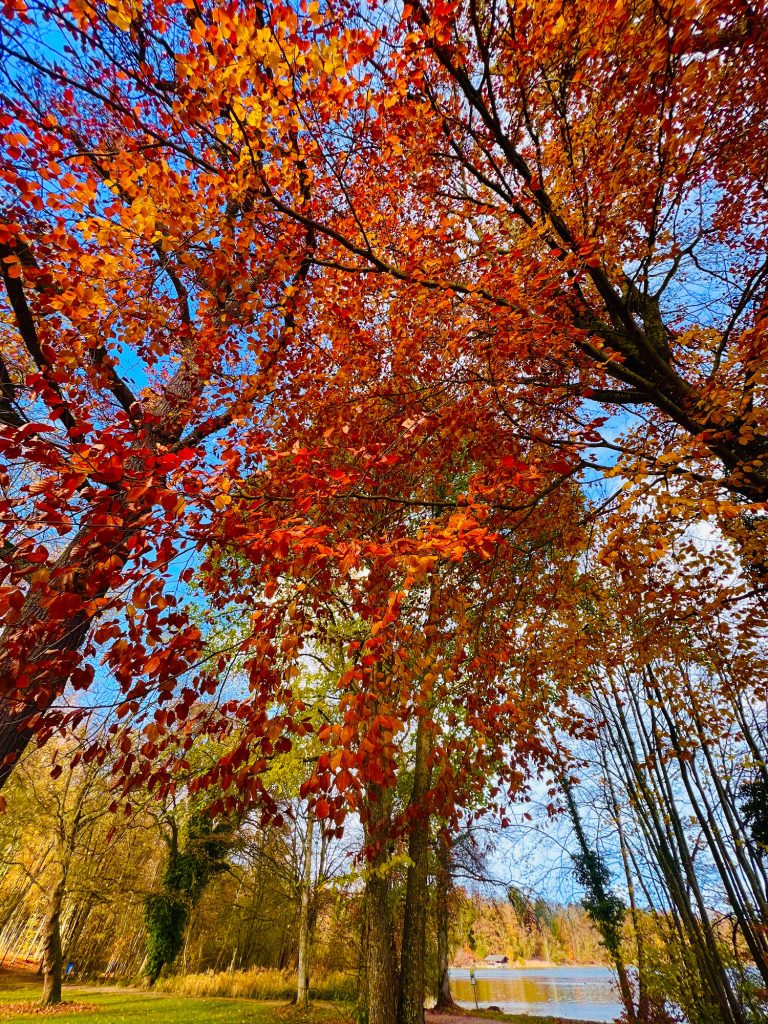 Tutzing Traubing Ferienwohnung Casa Heckl Bunte Herbstblätter in Rot- und Orangetönen vor einem klaren blauen Himmel.