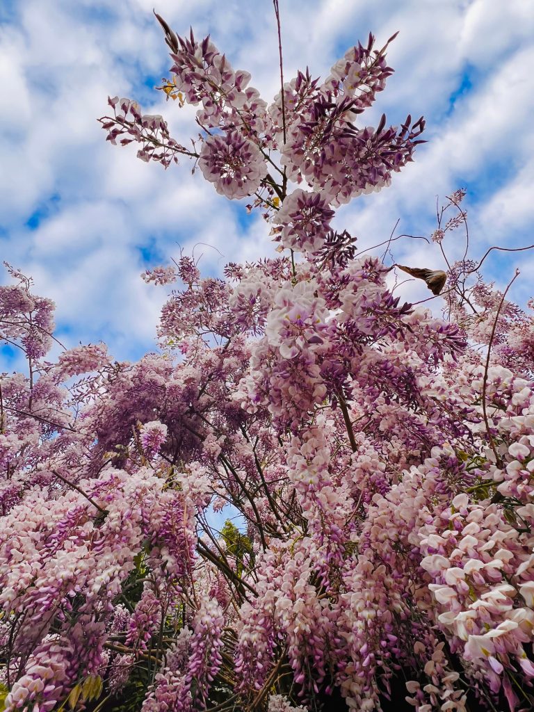 Tutzing Traubing Ferienwohnung Casa Heckl Blühende lila Blumen mit einem wolkigen Himmel im Hintergrund.