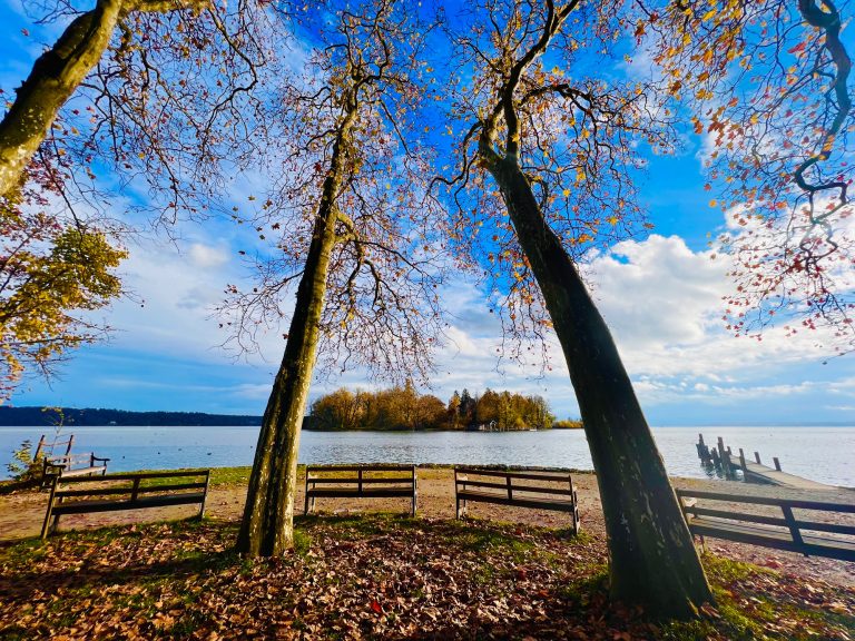 Tutzing Traubing Ferienwohnung Casa Heckl Zwei Bäume am Ufer eines Sees, umgeben von Herbstblättern und blauem Himmel.