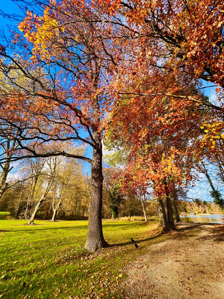 Tutzing Traubing Ferienwohnung Casa Heckl Bunte Herbstblätter an den Bäumen entlang eines Weges in einem Park.