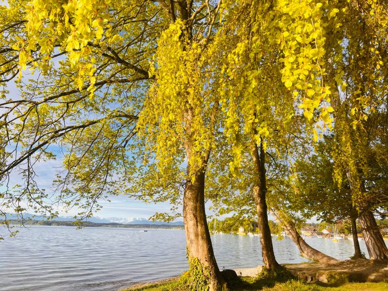 Tutzing Traubing Ferienwohnung Casa Heckl Bäume mit gelben Blättern am Ufer eines ruhigen Gewässers im Herbst.