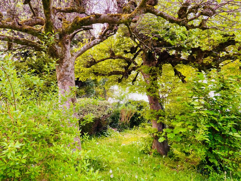 Tutzing Traubing Ferienwohnung Casa Heckl Dichter, grüner Wald mit alten Bäumen und üppigem Unterholz.