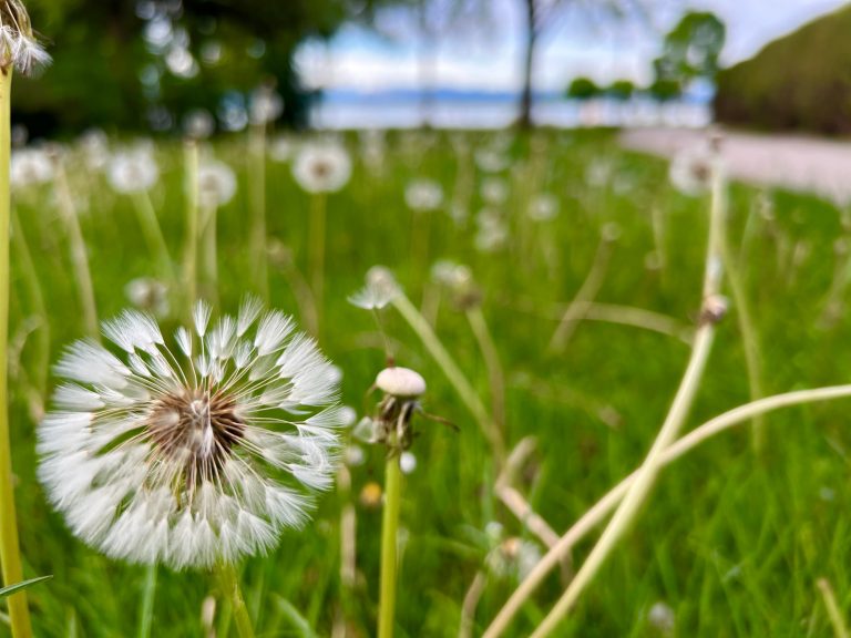 Tutzing Traubing Ferienwohnung Casa Heckl Löwenzahnblüten auf einer grünen Wiese am Seeufer, im Hintergrund Bäume.