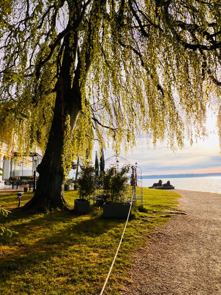 Tutzing Ferienwohnung Casa Heckl Weeping willow entlang eines Weges am Wasser bei Sonnenuntergang.