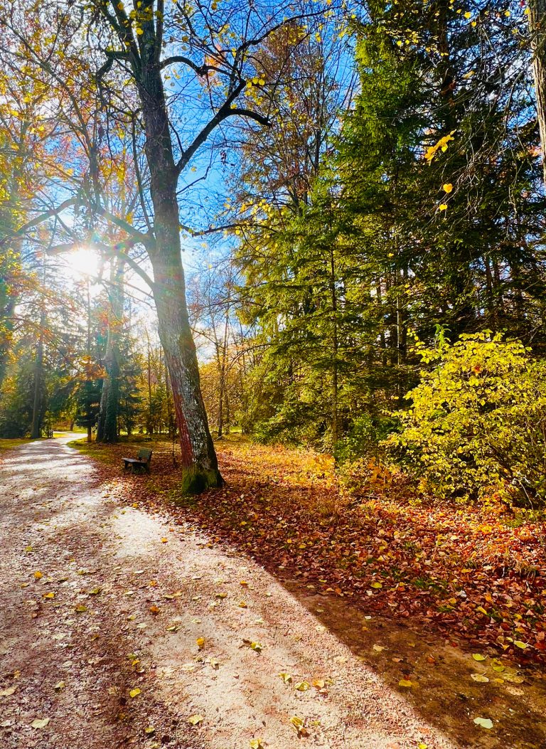 Tutzing Traubing Ferienwohnung Casa Heckl Waldweg mit buntem Laub, Sonnenstrahlen durch Bäume scheinen. Herbstliche Landschaft.